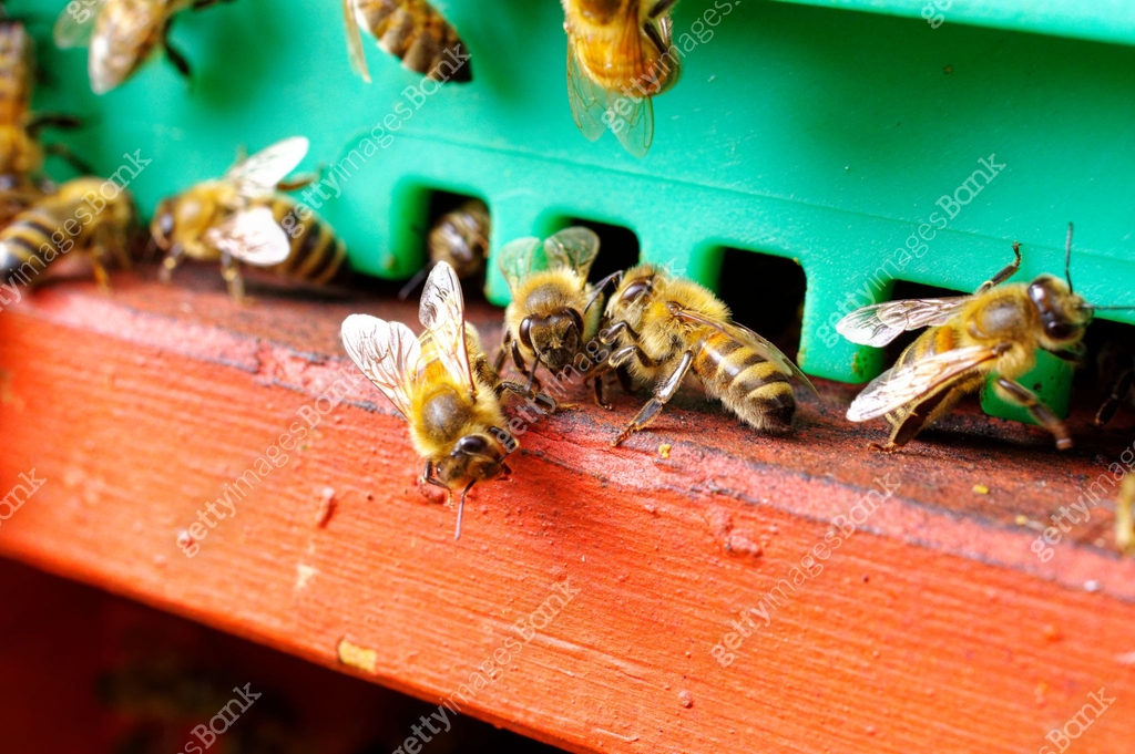 Caring Bees Beehives of a beekeeper caring for bees with honeycombs and honeybees ...