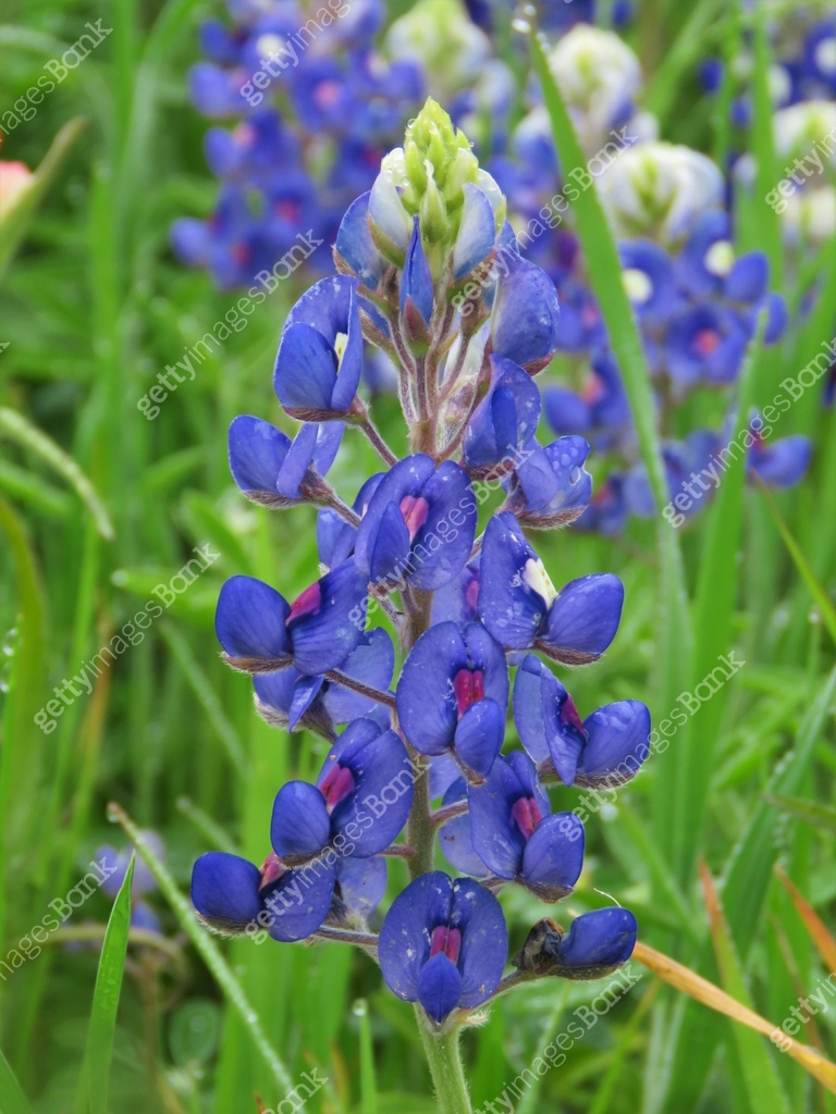 Texas bluebonnets, lupine 이미지 (1162871423) - 게티이미지뱅크