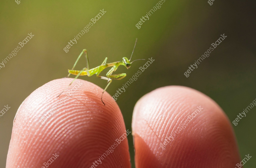 macro baby praying mantis insect on a human finger 이미지 (1158678167 ...