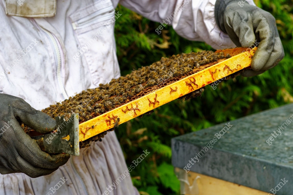 Caring Bees Beehives of a beekeeper caring for bees with honeycombs and honeybees ...