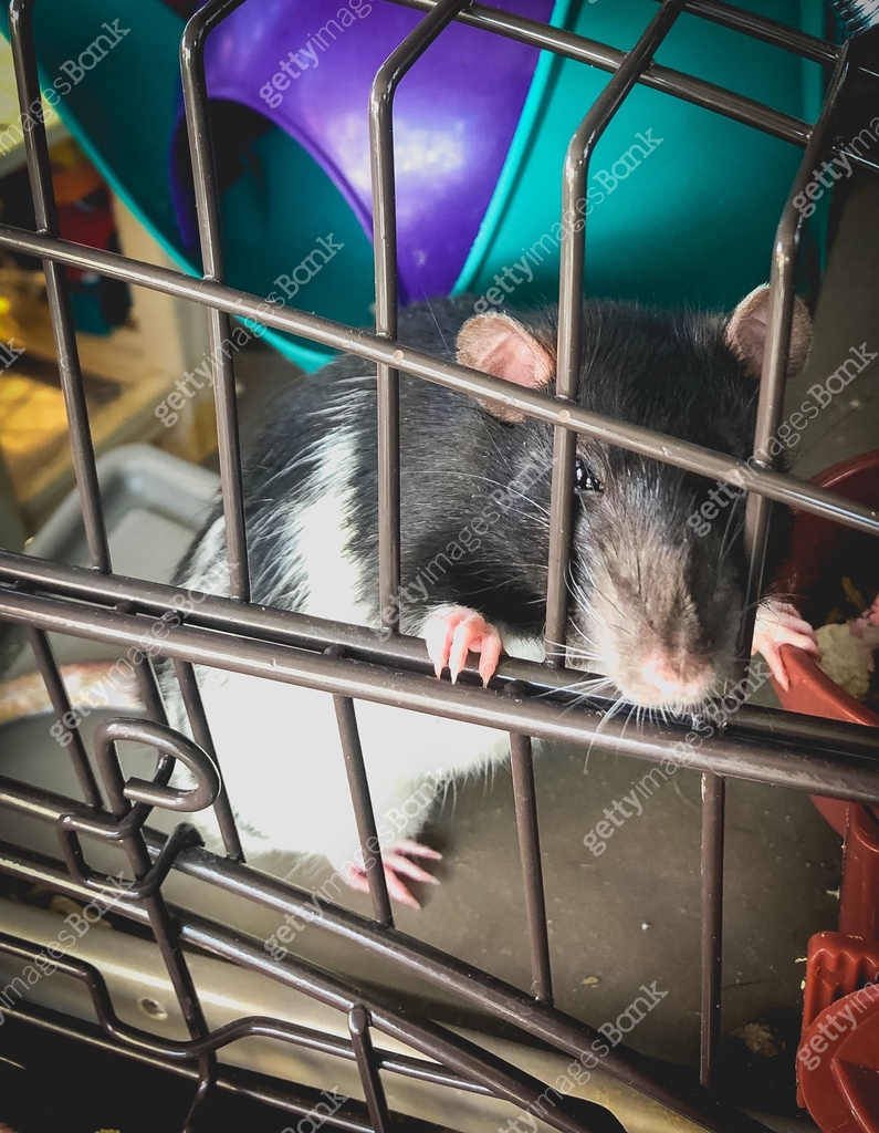 Bank Rack Rats rat looking out of his cage 이미지 (1165433853) - 게티이미지뱅크