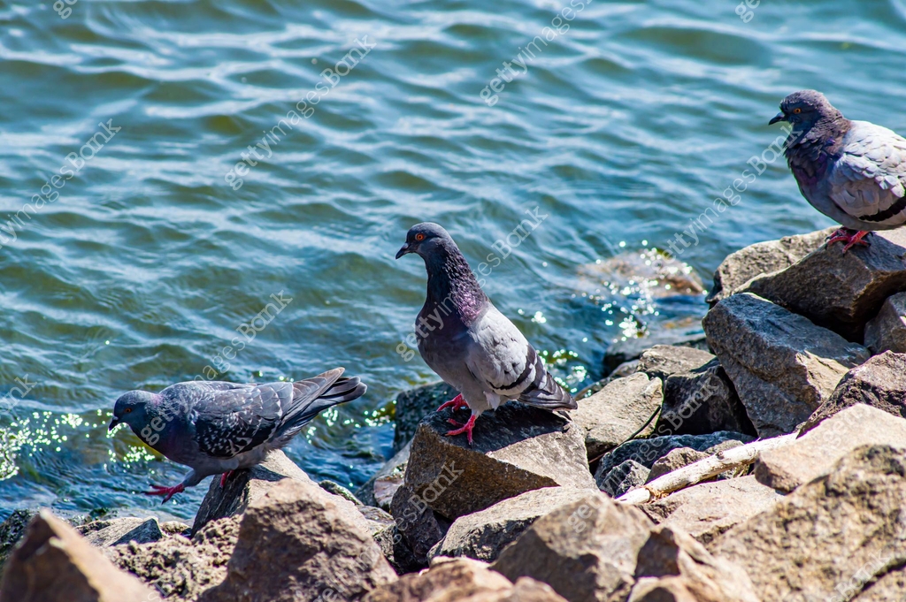 Pigeon Stone Rocks Bird pigeon on stones near the water. 이미지 (1166140567) - 게티이미지뱅크