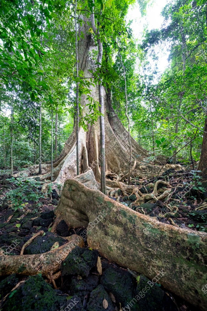 Giant tree Tetrameles nudiflora. Buttress roots of large tree, in ...