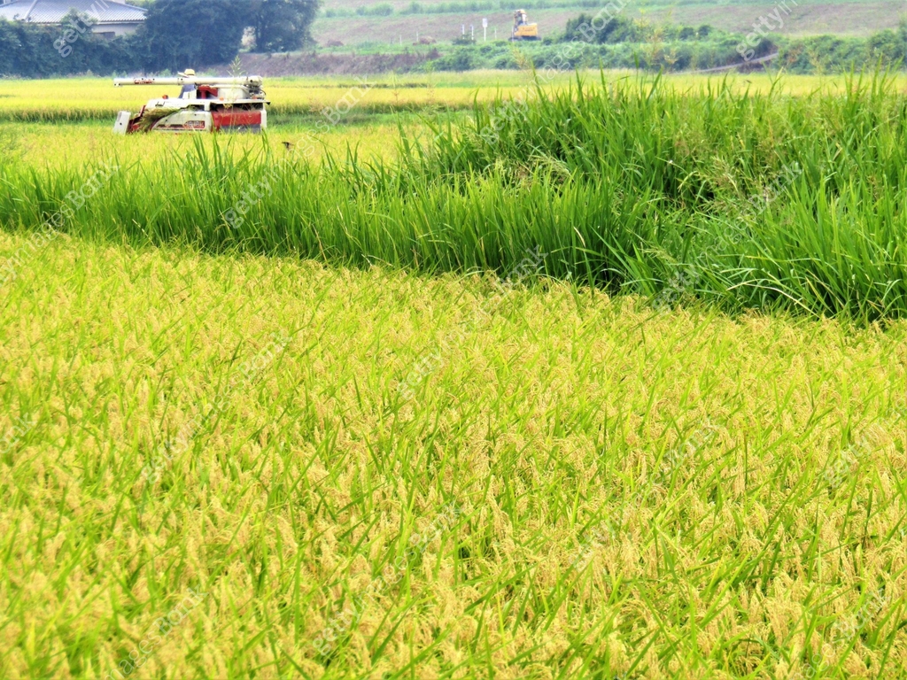 Sep Rice Field Japan. September. Rice fields. Harvesting is already started. 이미지 ...