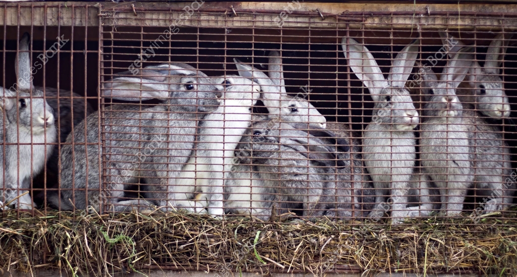 Gray Rabbit Family family of gray rabbits on the farm sitting in a cage 이미지 (1170962277 ...