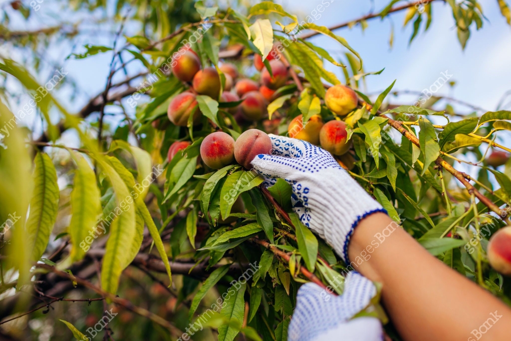 Ripe Fruits Allowed In Summer photo