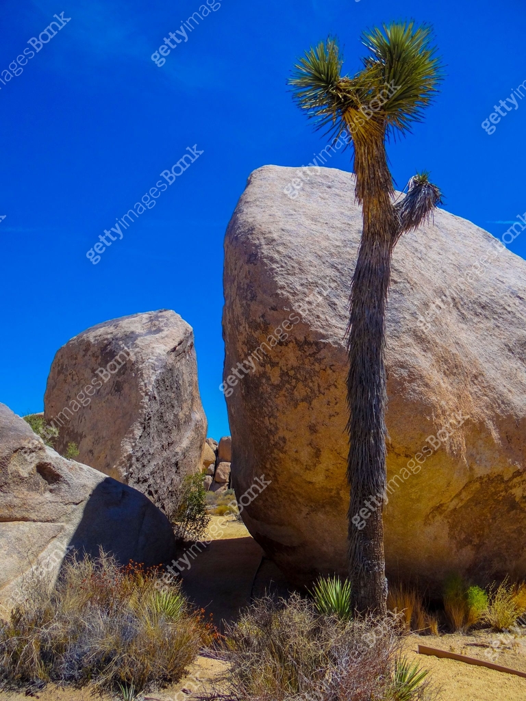 Alone Joshua tree in front of some rocks. Photo taken in the Joshua ...