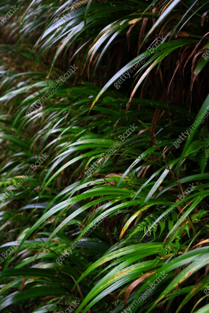 A hedge of the Japanese endemic reed