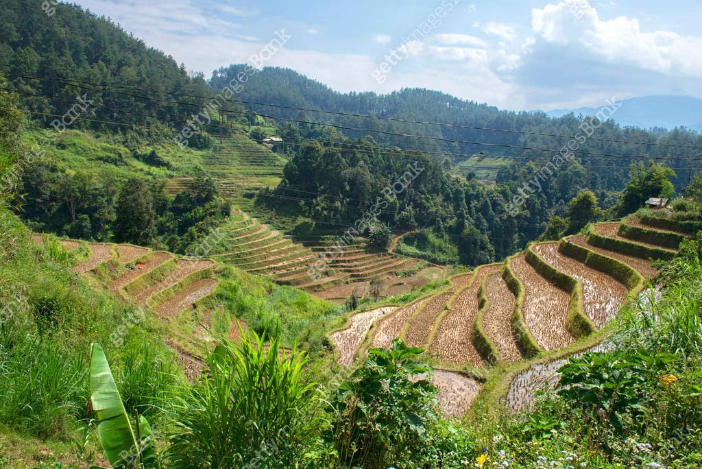 Green, brown, yellow and golden rice terrace fields in Mu Cang Chai 이미지 ...