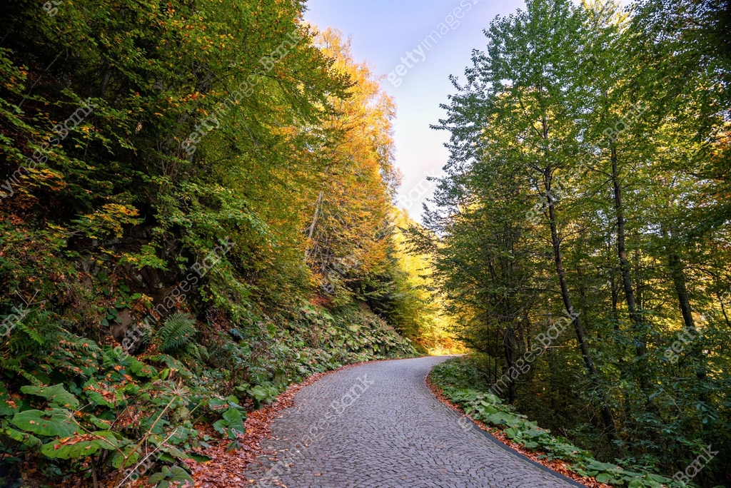 Forst Rode Forest Road in Autumn, fallen leaves on forest road 이미지 (1182453318 ...