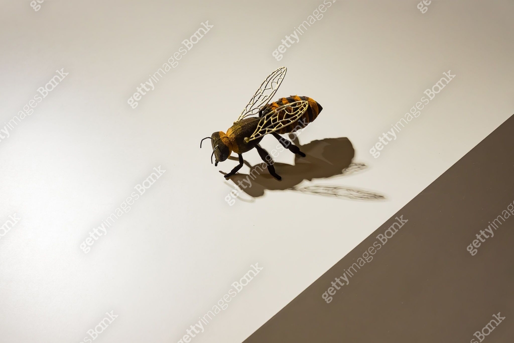 Bee Activity Shadows Close up of a bee sitting on white wall. Hard shadows. Interior ...