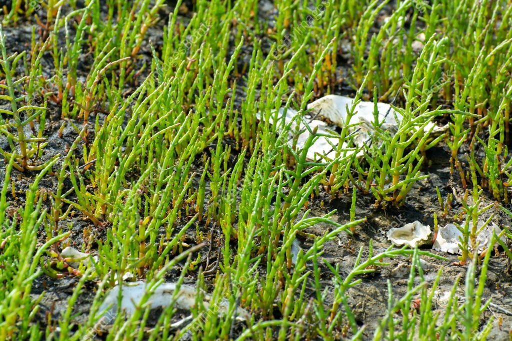 Glasswort (Salicornia herbacea) Pill & Powder Glasswort (Salicornia herbacea) Pill & Powder