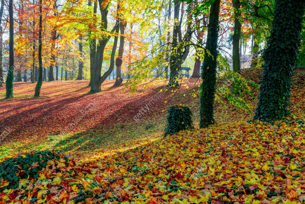 Fall Concept Autumn in park, fall concept 이미지 (1183973791) - 게티이미지뱅크