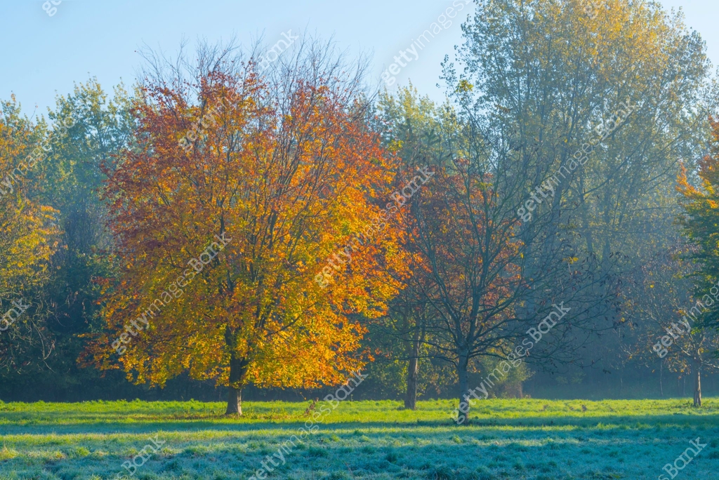 Trees in fall colors in a green grassy field in sunlight in autumn 이미지 ...