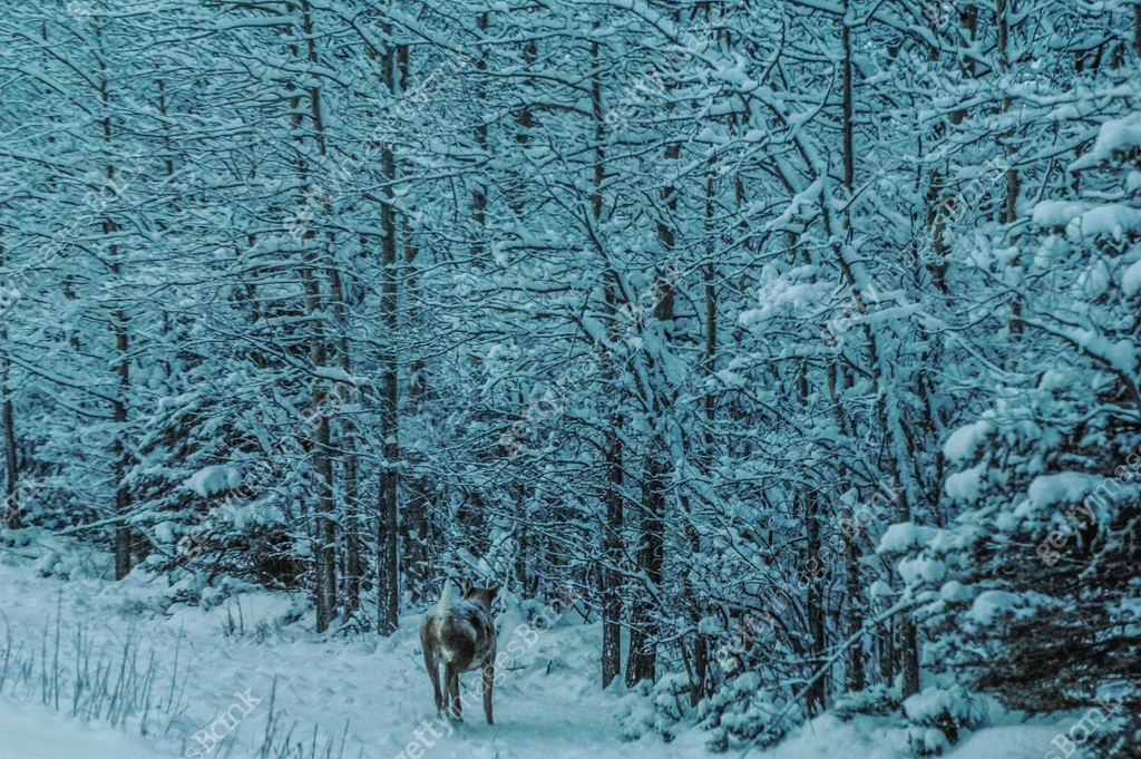 Caribou Running into Trees in Alaska ์ด๋ฏธ์ง (1192218112) - ๊ฒํฐ์ด๋ฏธ์ง๋ฑ
ํฌ