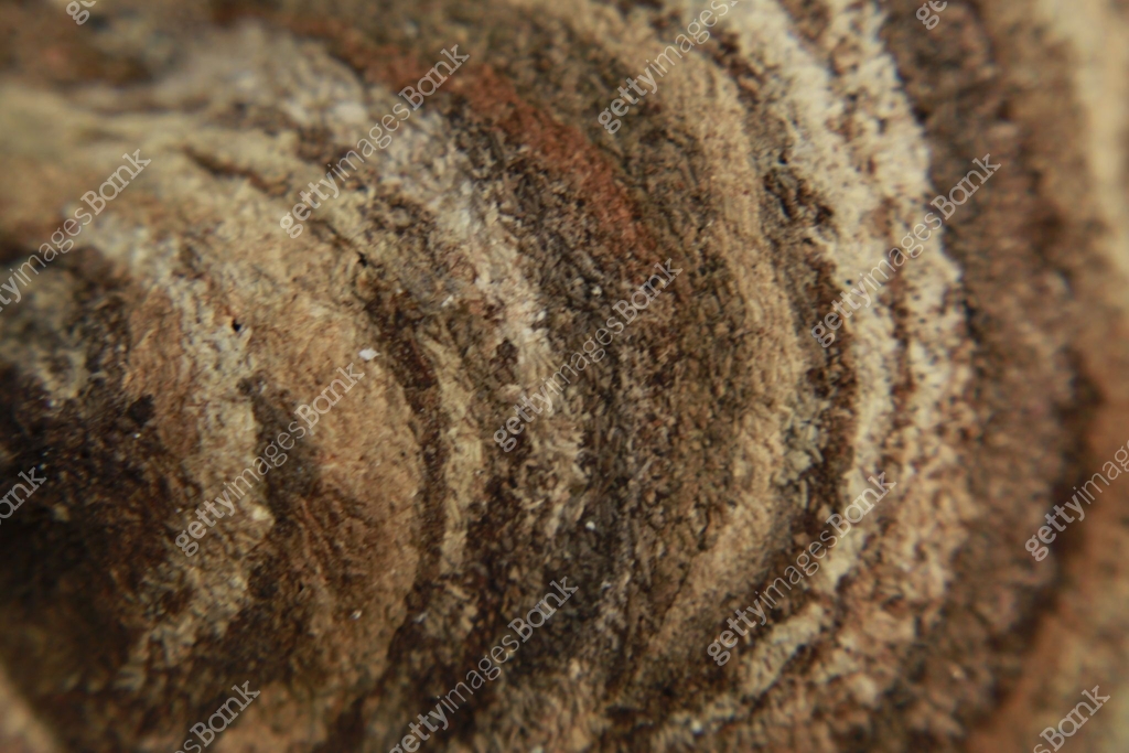 Bug Head Texture Wasp beetle nest texture background usage. Grey And Brown Texture ...