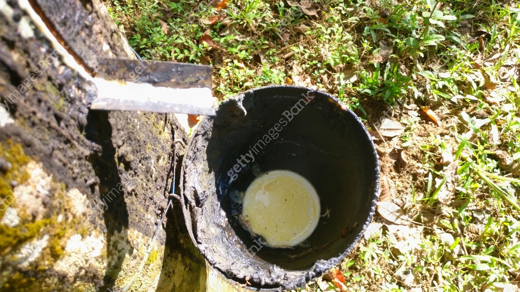 Rubber tree with rubber pulp holder 이미지 (1192250322) - 게티이미지뱅크