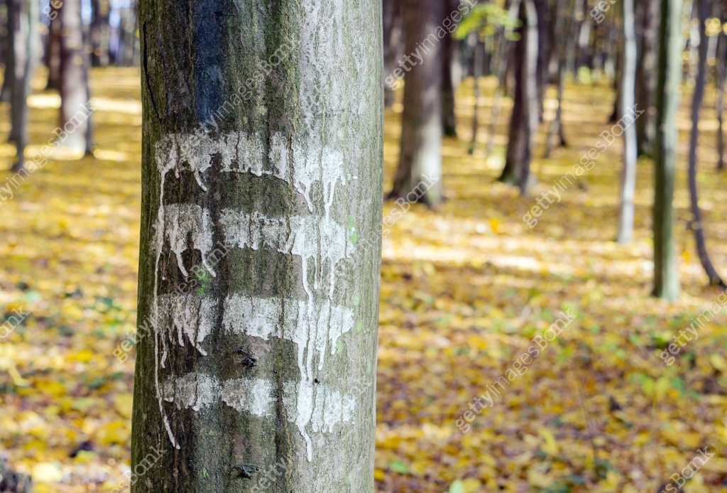 Marks for walker on a tree trunk in the autumn forest. 이미지 (1184184950 ...