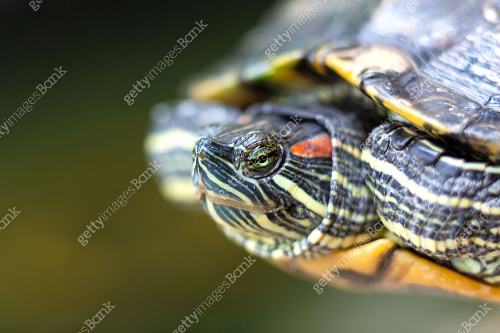 Red Eared Terrapin - Trachemys scripta elegans. Red eared slider turtle ...