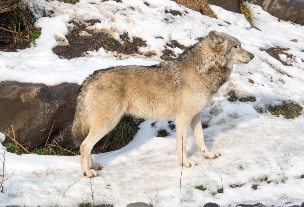 Light Coated Wolves Wolf with light coat in the snow 이미지 (1198236686) - 게티이미지뱅크