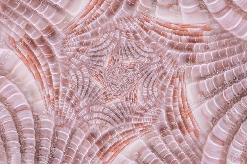 Shell structure and spirals, digitally generated image 이미지 (1201539696 ...