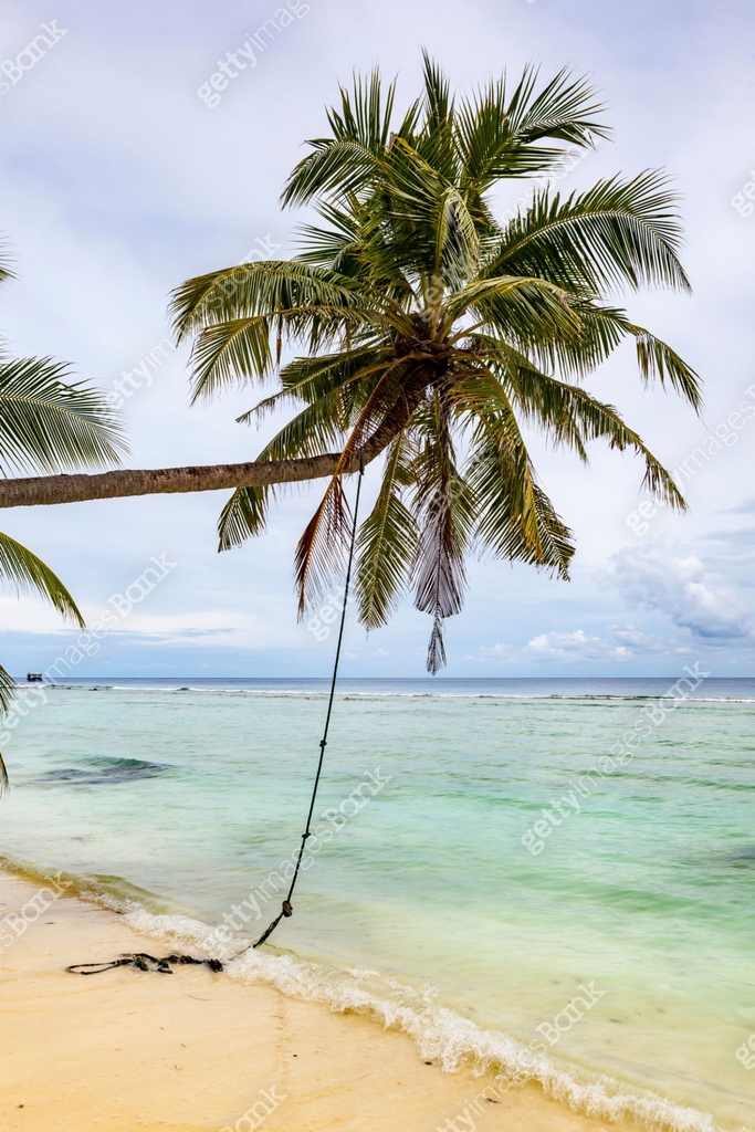 Palm Tree Color Rope palm tree and rope, maldives 이미지 (1214093876) - 게티이미지뱅크
