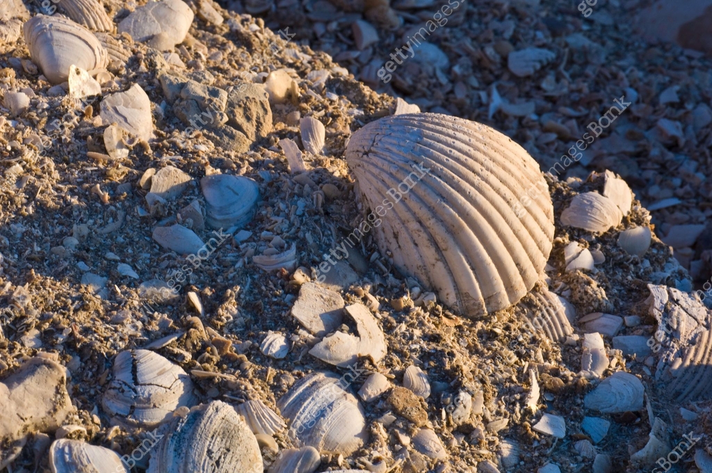 Baja Shell Coquina is a sedimentary rock composed chiefly of shell fragments ...