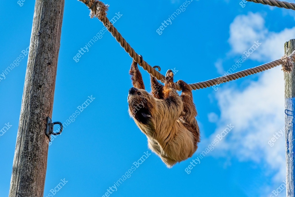 Two Toed Sloth hanging upside down while walking along a rope 이미지 ...