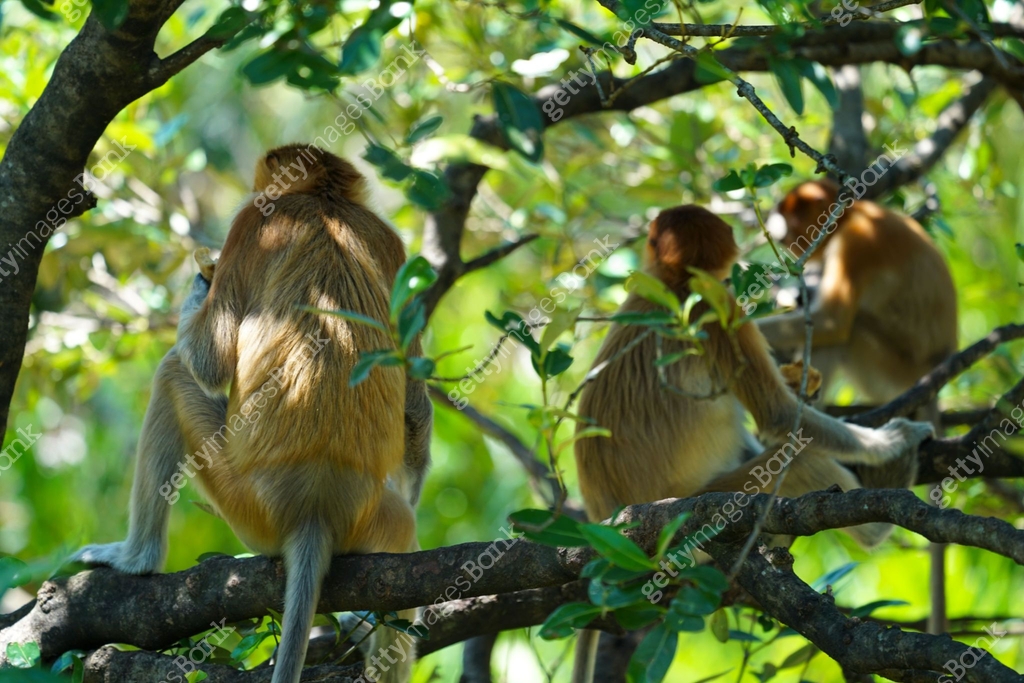Back view of Proboscis Monkeys in nature environment, Borneo, Malaysia ...