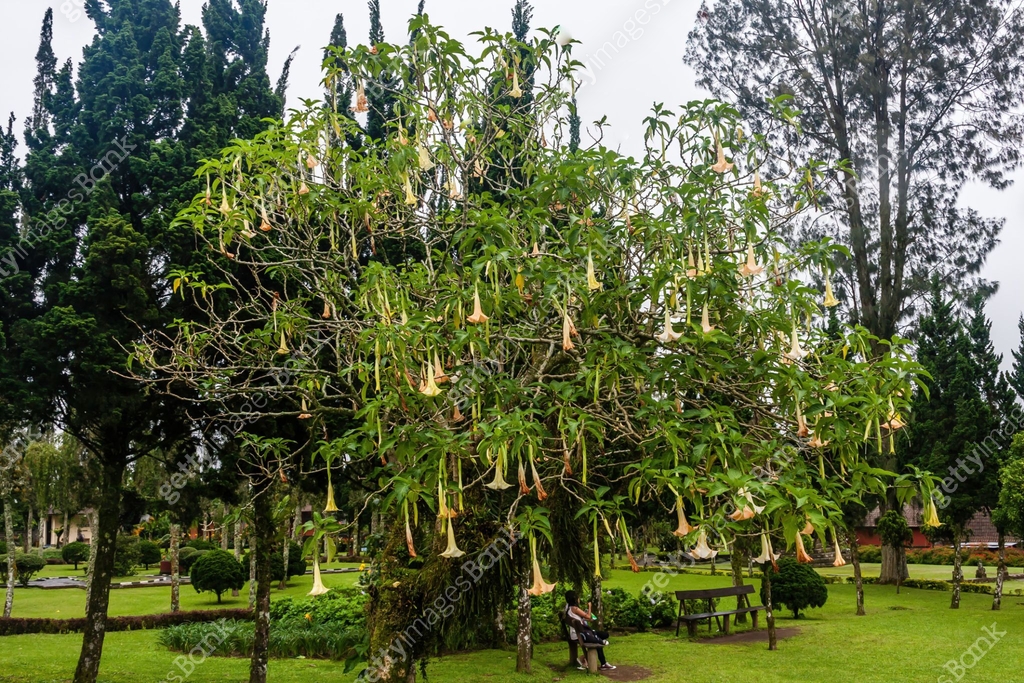 Bugle Tree A yellow angel trumpet tree, Tabebuia sp. 이미지 (1216858560) - 게티이미지뱅크