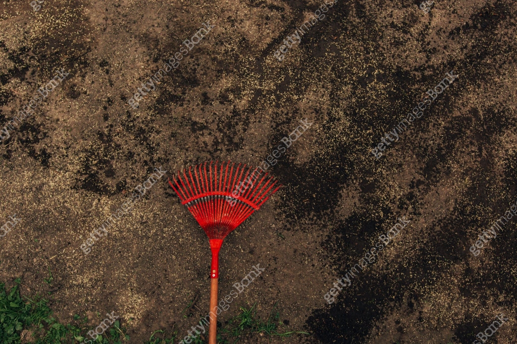 Red rake on a ground with seeds. 이미지 (1220359851) - 게티이미지뱅크