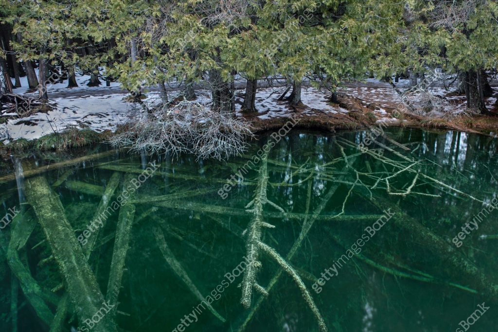 Fallen Tree Inn Water Roots and Fallen Trees in Clear Blue Water of an Underground Spring 이미지 ...