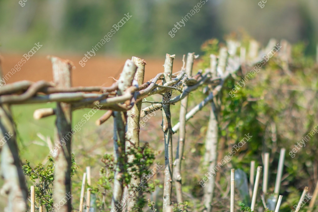 Freshly cut, woven and crafted hazel hedge. Hedge laying or coppicing ...