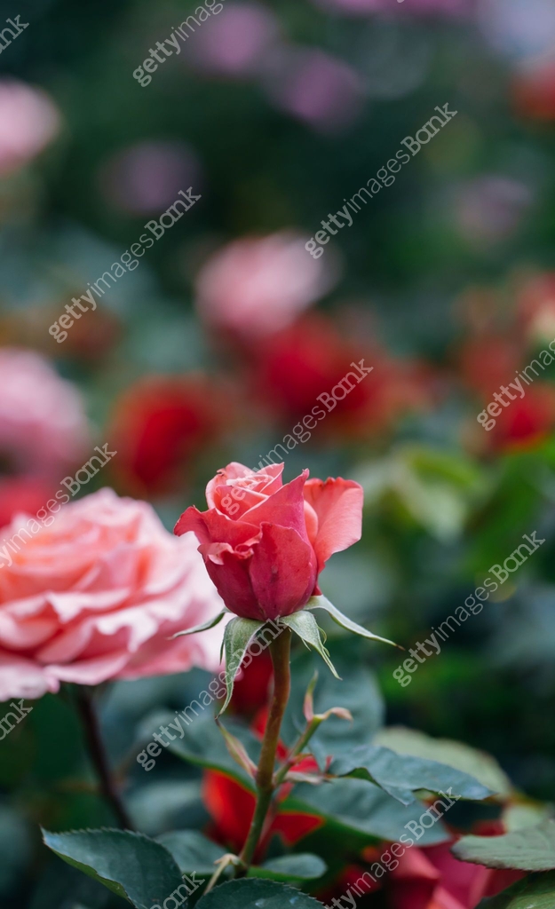 Spring outdoor blooming full bloom rose closeup,Rosa cultivars ...