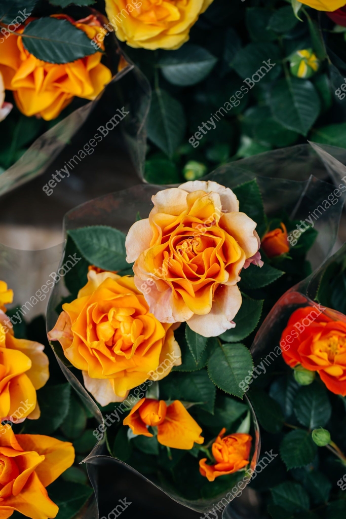 Spring outdoor blooming full bloom rose closeup,Rosa cultivars ...
