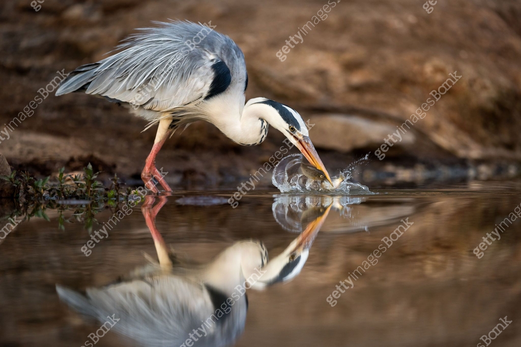 An action photograph of a grey heron catching two fish with a big ...
