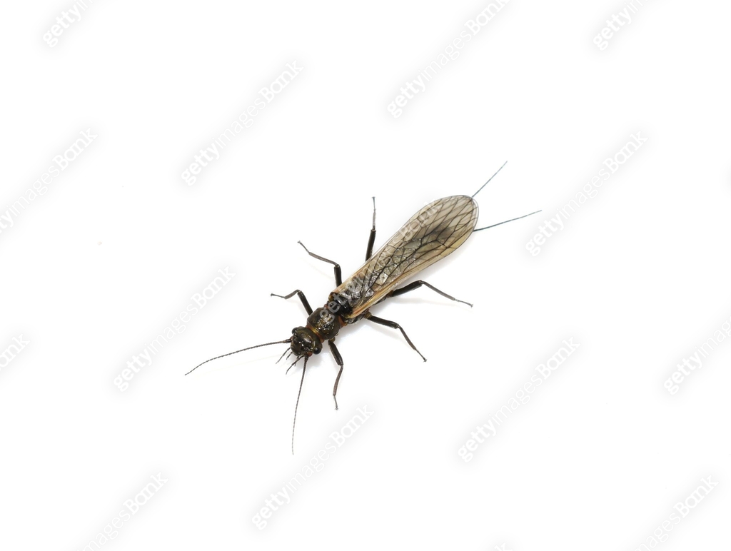 Trout Insect Stonefly trout food insect plecoptera 이미지 (1226539845) - 게티이미지뱅크