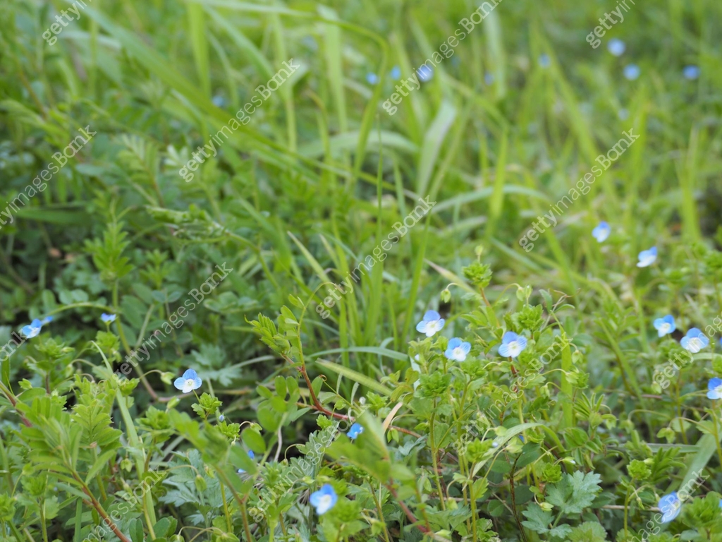 Tiny light blue veronica persica (birdeye speedwell, common field ...