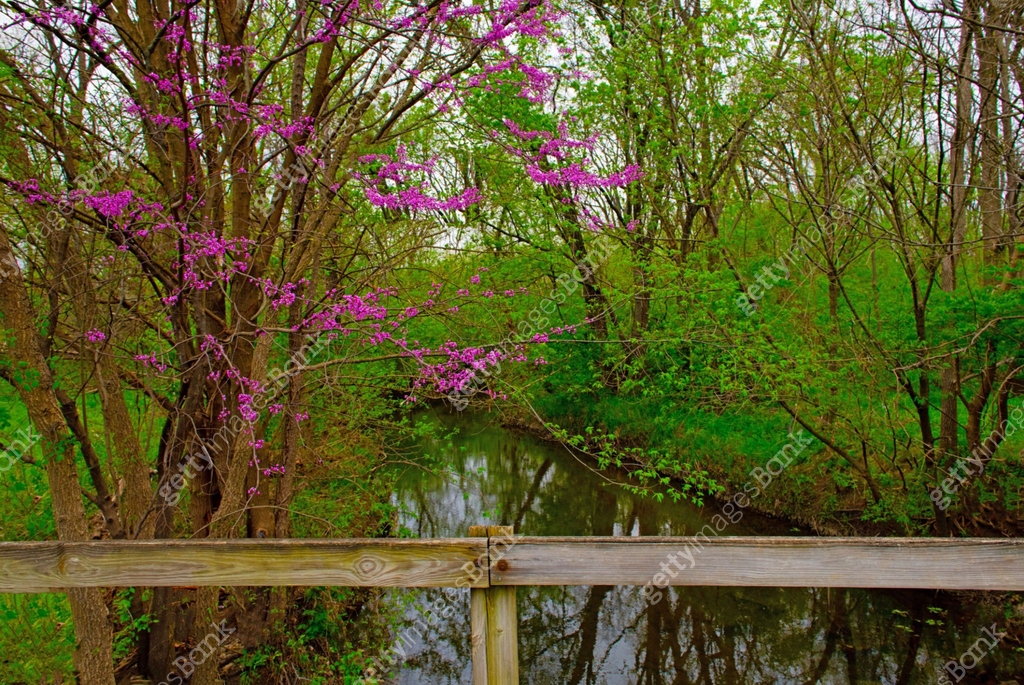 Spring Flowers-Redbud Tree country bridge-Hamilton County Indiana 이미지 ...