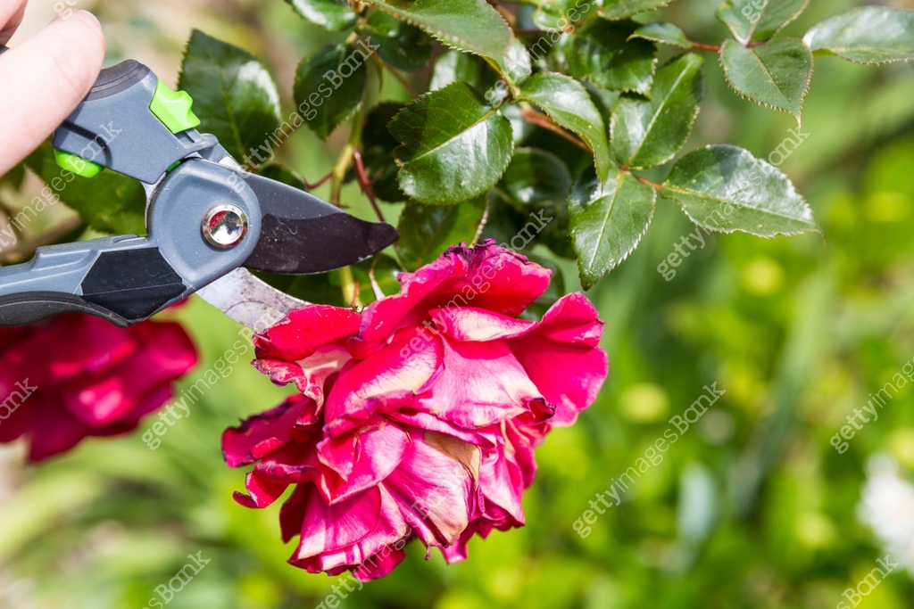 Mature woman hand using shears to cut wilted red rose flower 이미지 ...