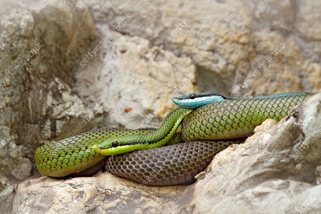 Philodryas baroni, Baron's green racer, stone near river habitat ...