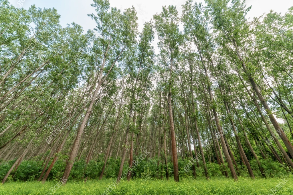 Spring Forest Treetops Green spring treetops in the forest. Low angle view. 이미지 (1240307190 ...