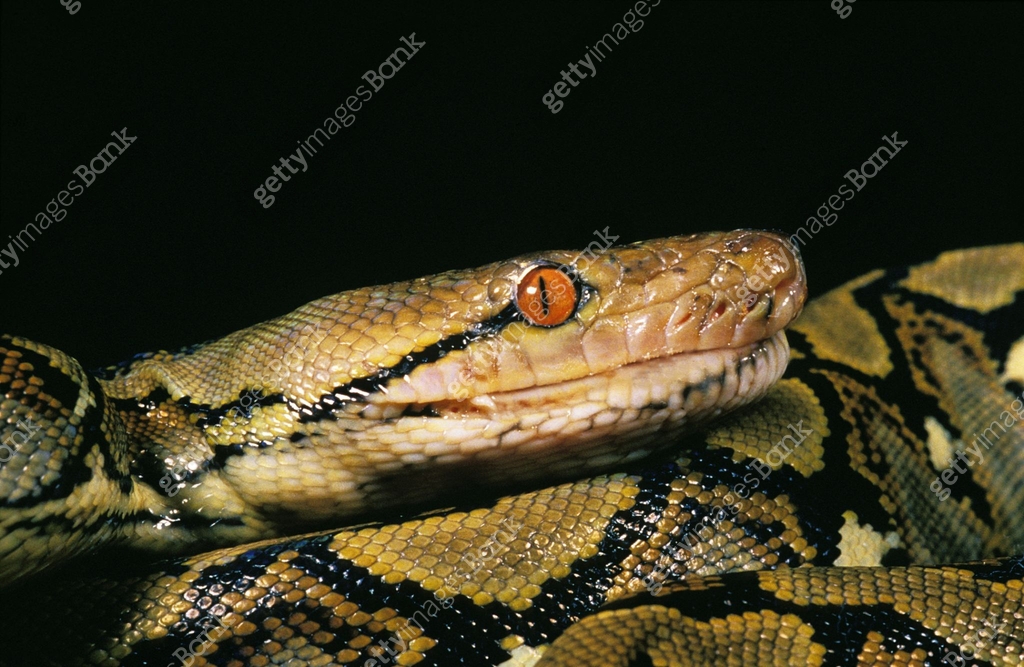 Reticulated Python, python reticulatus, Head of Adult, Close up 이미지 ...