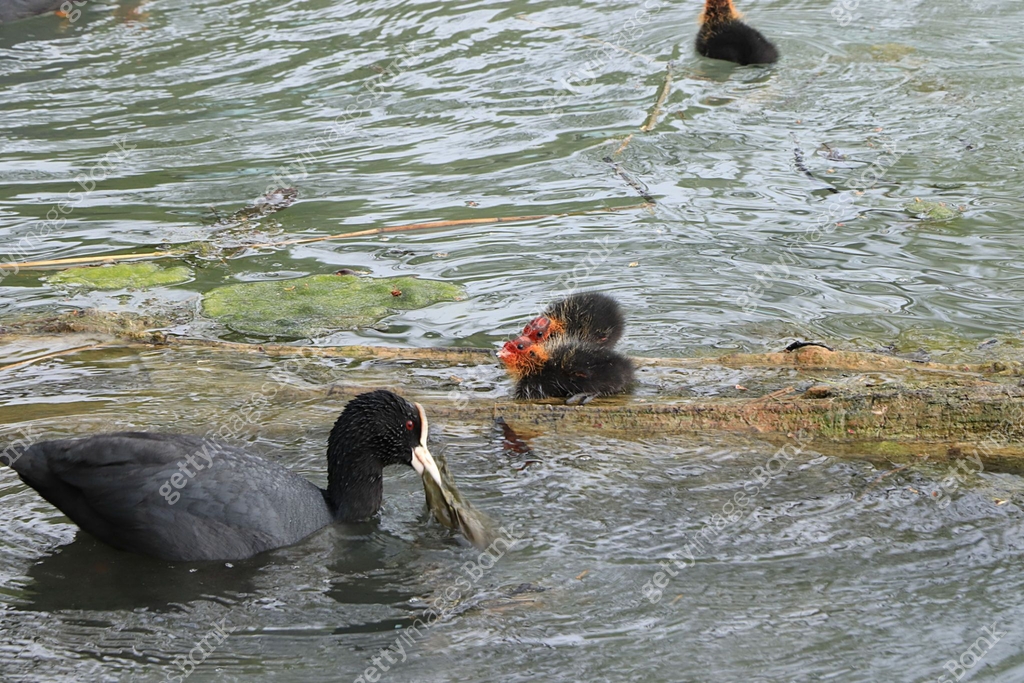 Mom coot duck feeds her ducklings on the lake, raising offspring in the ...