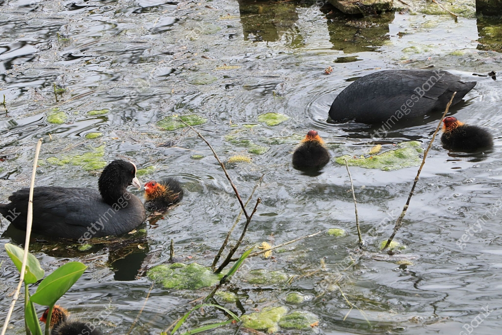Mom coot duck feeds her ducklings on the lake, raising offspring in the ...