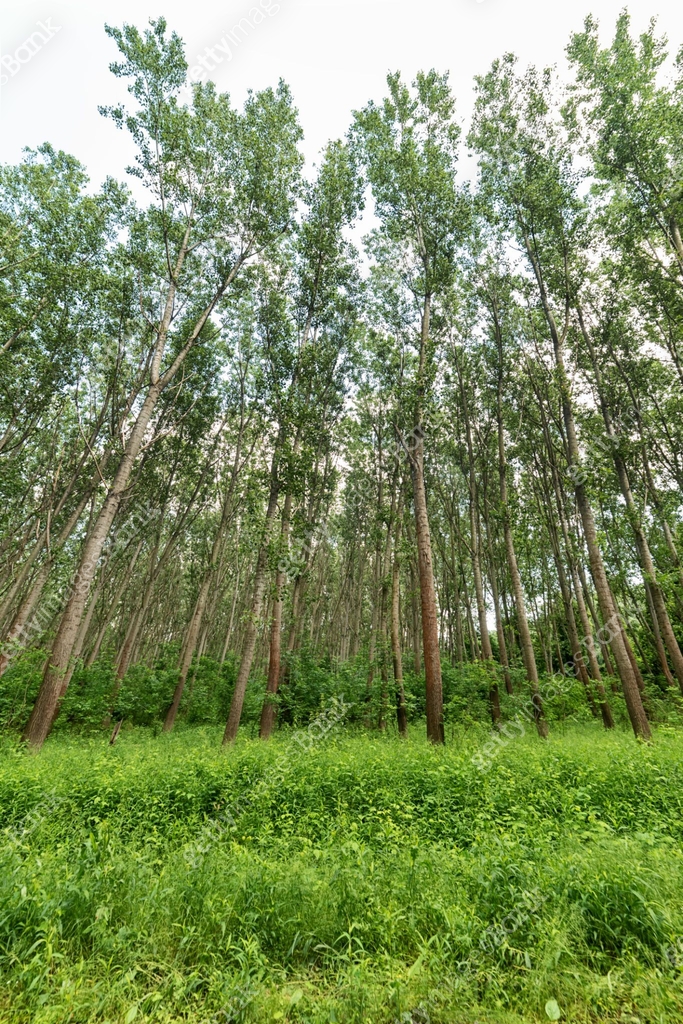 Spring Forest Treetops Green spring treetops in the forest. Low angle view. 이미지 (1246078192 ...