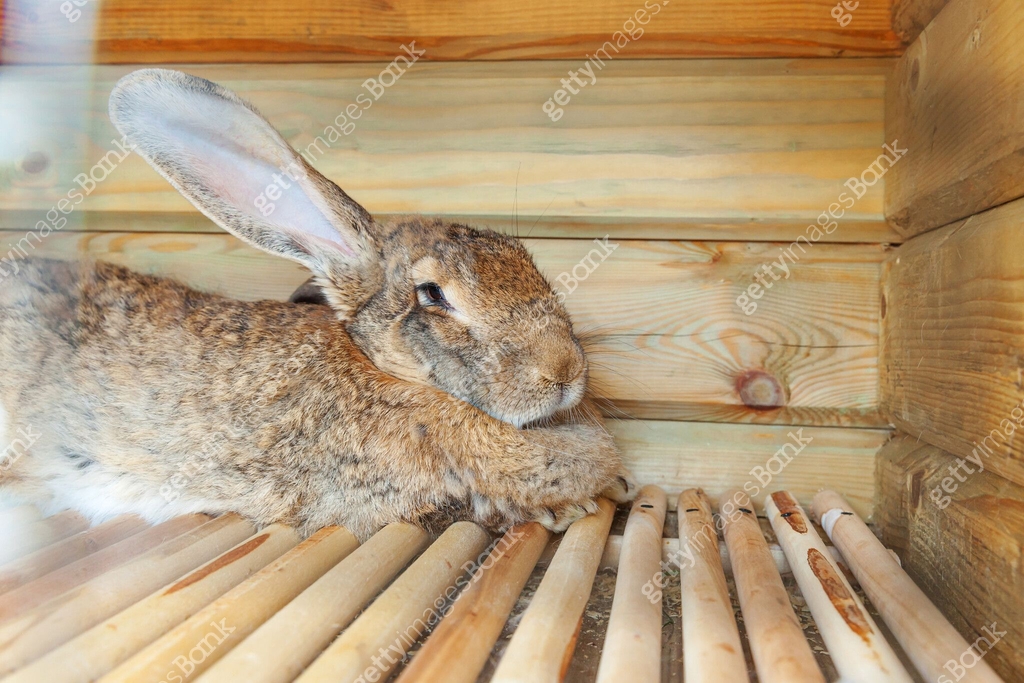 Small feeding brown rabbit on animal farm in rabbit-hutch, barn ranch ...