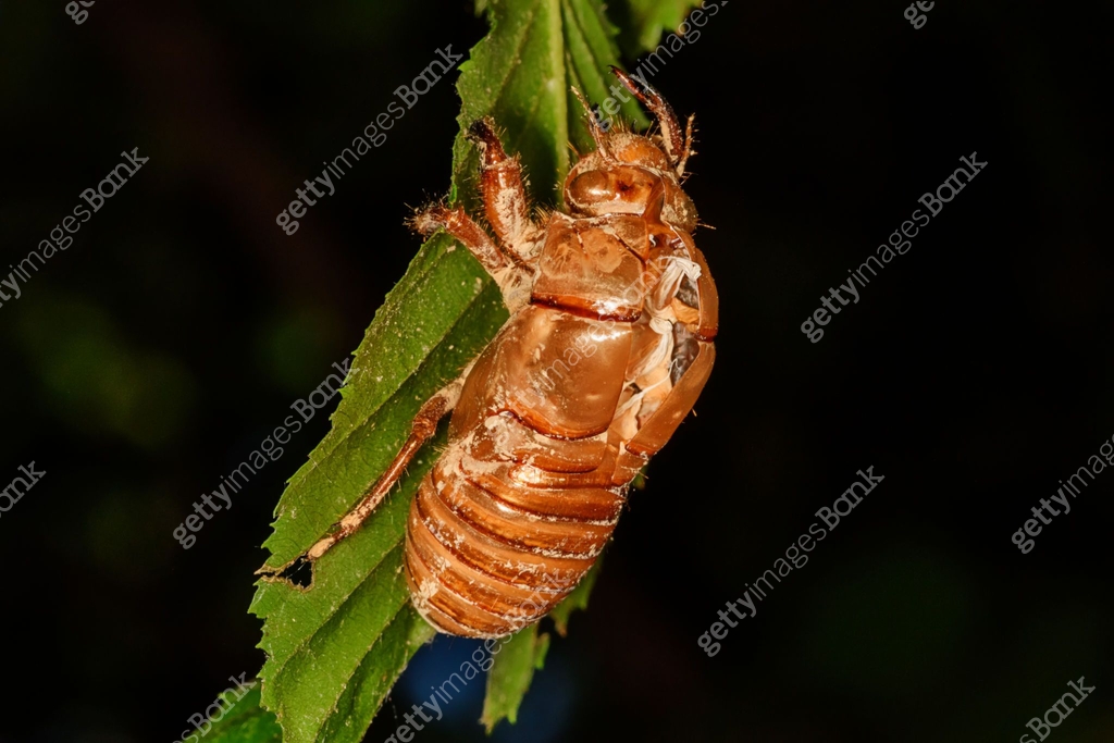 Insect Wuth Shell Abandoned cicada shell. Image of an insect shell exoskeleton. 이미지 ...