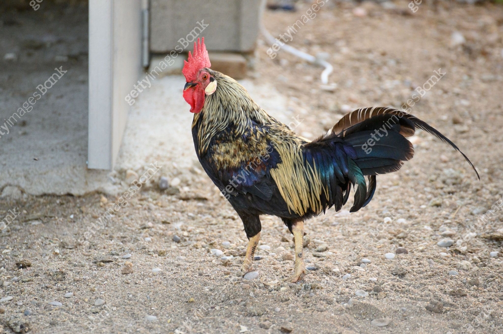 Nice Looking Roster Nice red-crested rooster with walking alone in his farmyard 이미지 ...