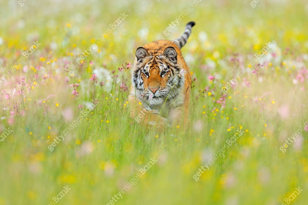 Tiger with pink and yellow flowers. Amur tiger walk in the cotton grass ...